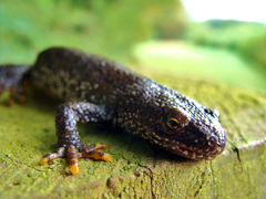 Great Crested Newt