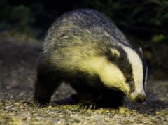 Badger Surveys