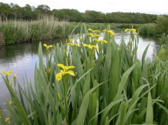 Botanical Surveys