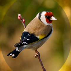 Bird Surveys - Gold finch by Bob Coyle