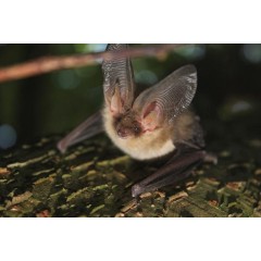 Barratt West Midlands - Bat & great crested newt surveys, European Protected Species Licences, Mitigation image 1