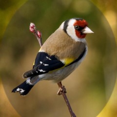 Wyre Forest District Council & Worcestershire Wildlife Trust - Breeding bird survey image 1