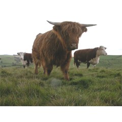 Natural England Sustainable Grazing Project for Herefordshire & Worcestershire image 1
