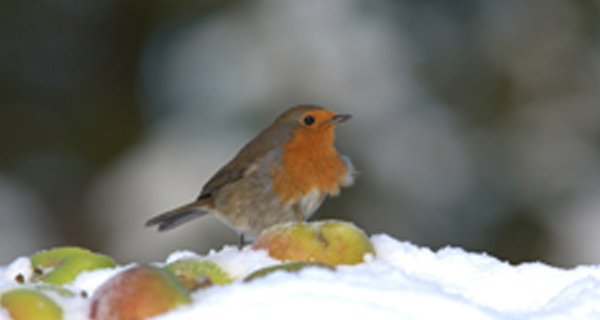 December Survey Reminder