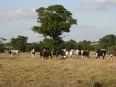 Environmental Stewardship