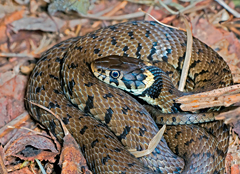 Reptile Surveys