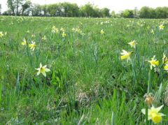 Applied Conservation Projects
