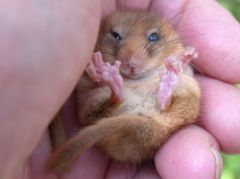 Dormice Survey
