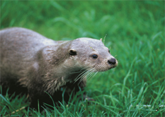 Otters