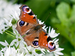 Invertebrate Surveys