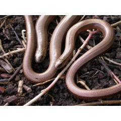 Two Rivers Housing Association - Reptile survey & mitigation, CSH Ecology Assessment in Gloucestershire image 1