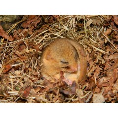 Herefordshire Nature Trust - Dormouse monitoring programme & woodland management advice image 1