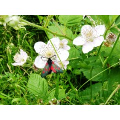 Biodiversity Survey of Malvern Hill ANOB image 2