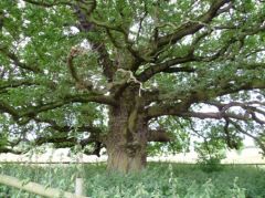 Tree Survey