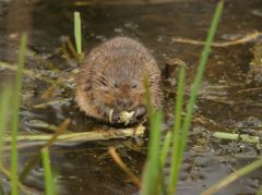 Water Vole Survey
